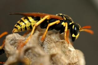 yellow jacket